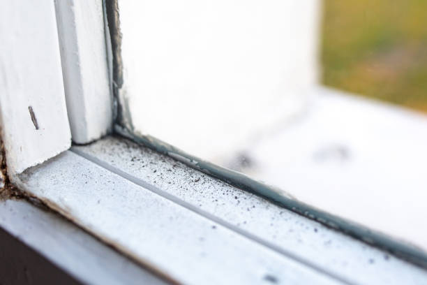 Forensic Mold Investigation in Isanti, MN