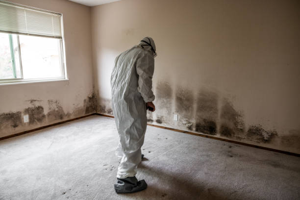 Asbestos and Lead Testing During Mold Inspection in Isanti, MN