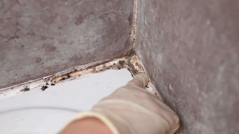 Trusted Isanti, MN Mold Removal Experts